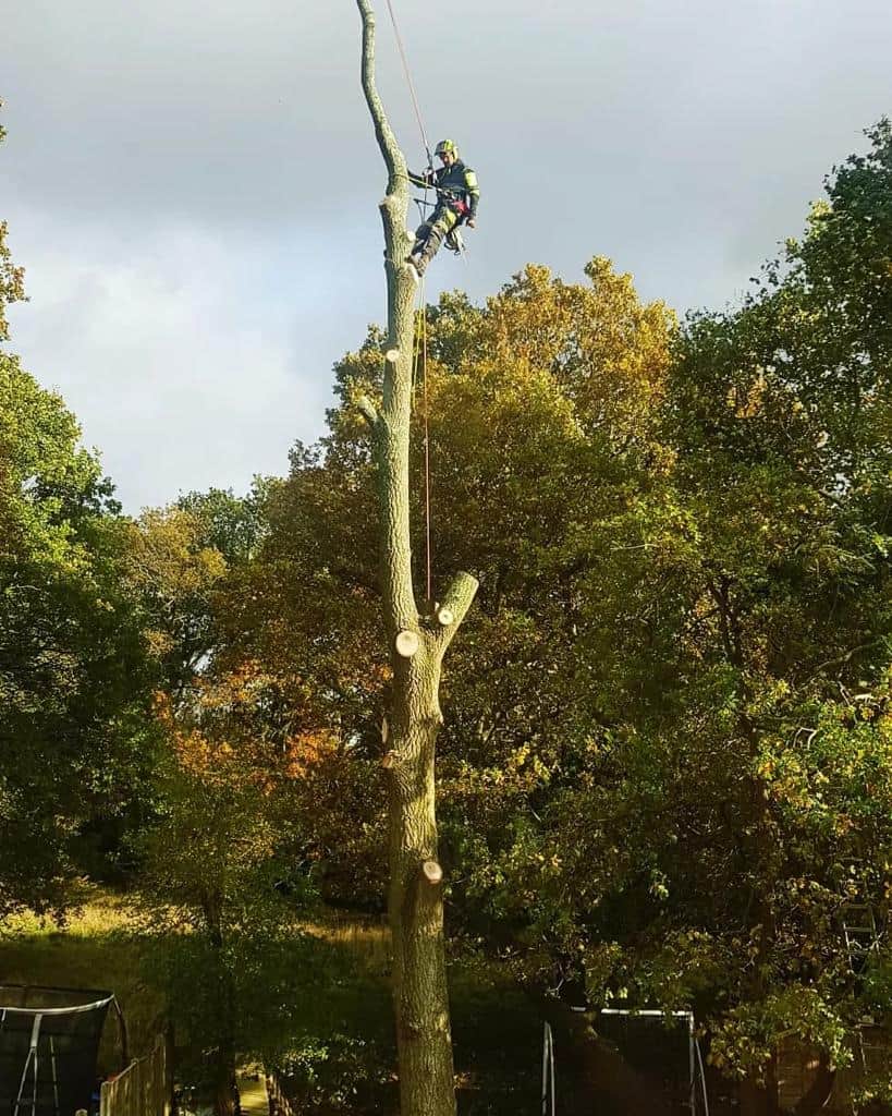 This is a photo of an operative from LM Tree Surgery Emsworth felling a tree. He is at the top of the tree with climbing gear attached about to remove the top section of the tree.