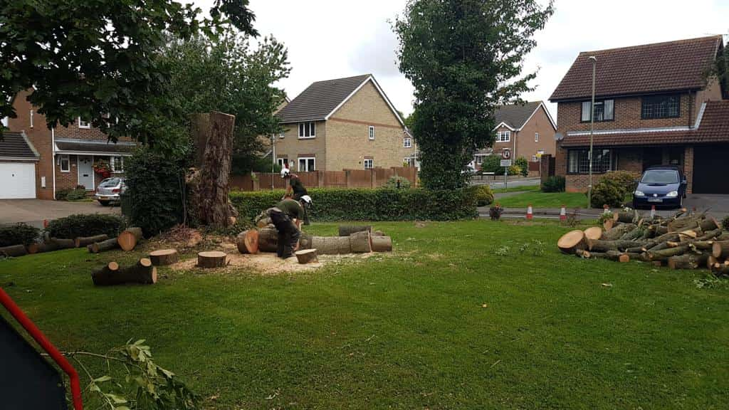 This is a photo of a tree that has been cut into sections on a communal area, and is now being removed from site. Works undertaken by LM Tree Surgery Emsworth