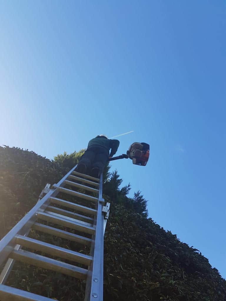 This is a photo of an operative from LM Tree Surgery Emsworth up a ladder rested on a hedge with a petrol strimmer.