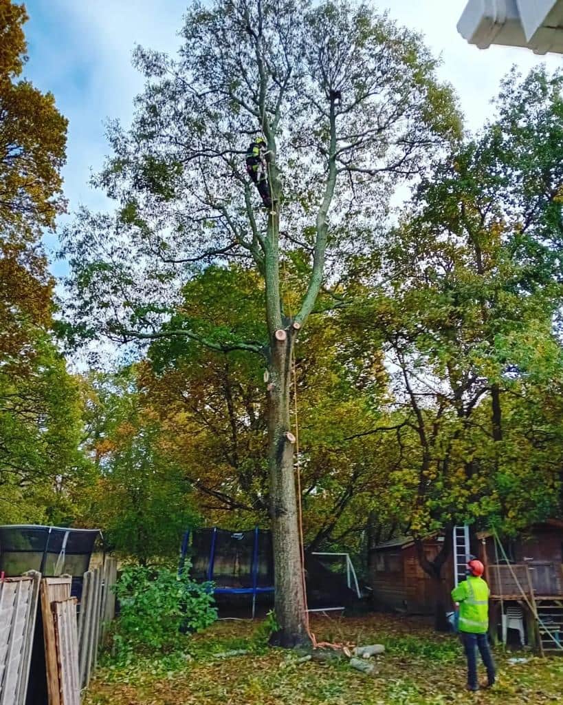 This is a photo of a tree being pruned, there is a man up the tree cutting a section of it down while another man is standing in the garden of the property where the tree is located overseeing the work. Works carried out by LM Tree Surgery Emsworth