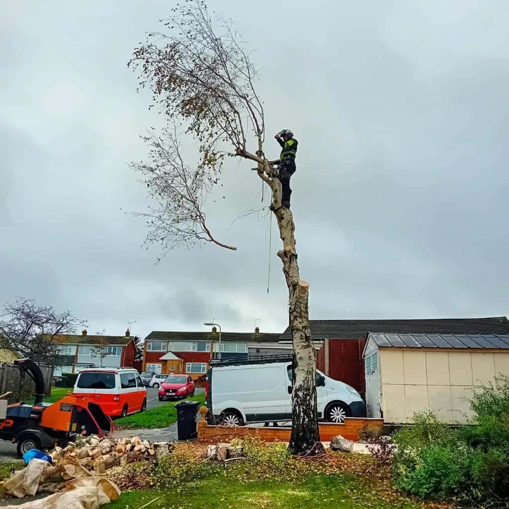 This is a photo of a tree that is being removed by an operative from LM Tree Surgery Emsworth, the arborist is at the top of the tree about to cut down a section of it.