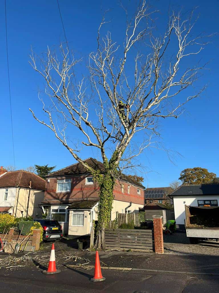 This is a photo of a tree on the pavement that is having limbs removed which are near to power lines. Works undertaken by LM Tree Surgery Emsworth